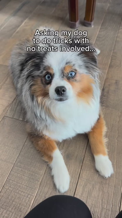 iPaw - Sweet Potato Chews